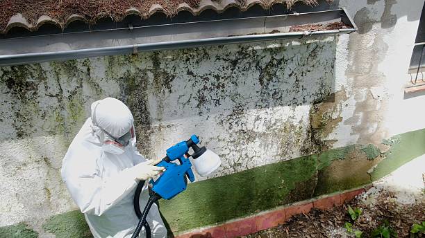 Top rated local Crawl Space Mold Remediation specialists in Gladstone, MI